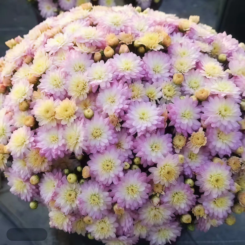 【中秋国庆球菊】精品千头球菊盆栽爆盆花苞 原盆原土青州发货