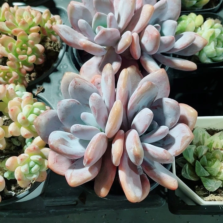 粉兔15.8一盆558655888