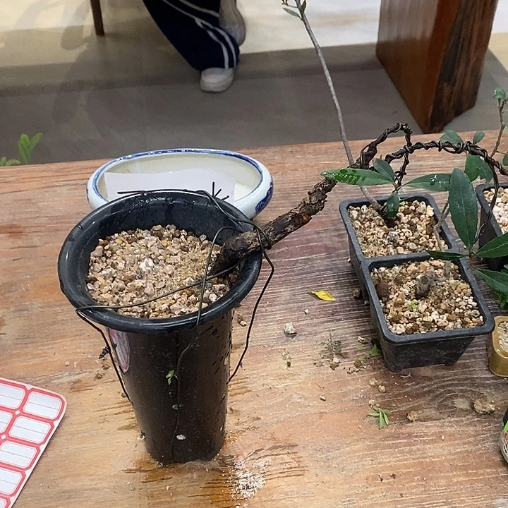 浣***熊完全开放海岛春花2111