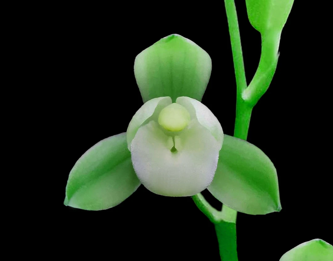 兰花建兰-金华素荷。绿植，送植料+盆+肥料