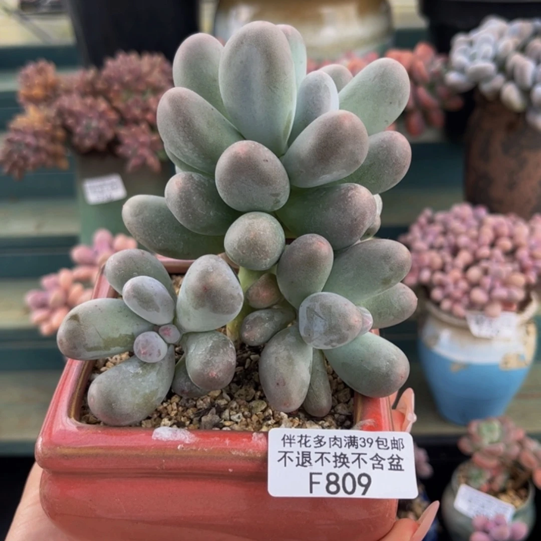 809-米可奶酪多肉8cm