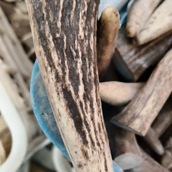 天***阔鹿角鹿角鹿角鹿角鹿角鹿角