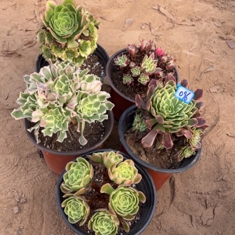 096多肉植物组合，