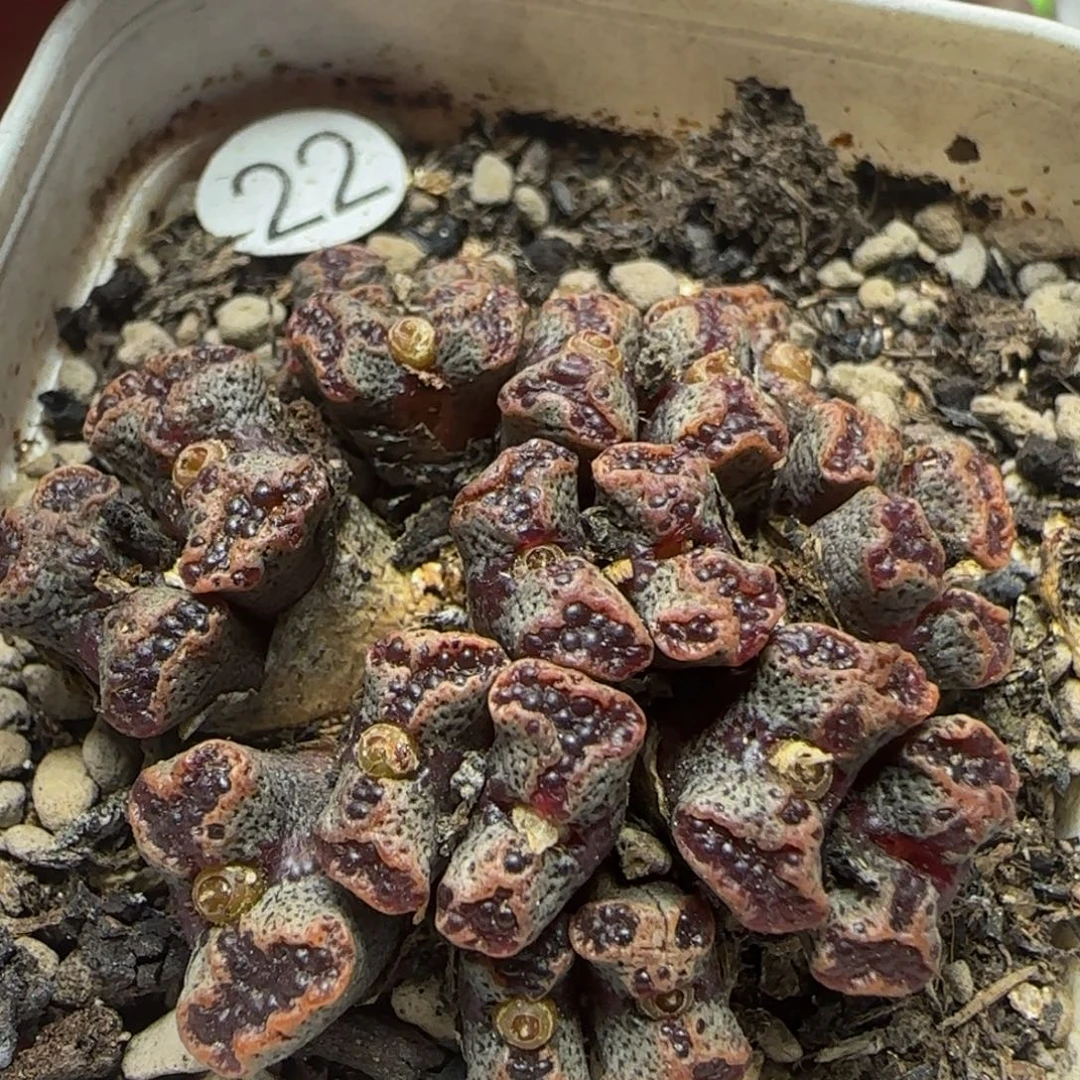 漂漂亮亮多肉植物22