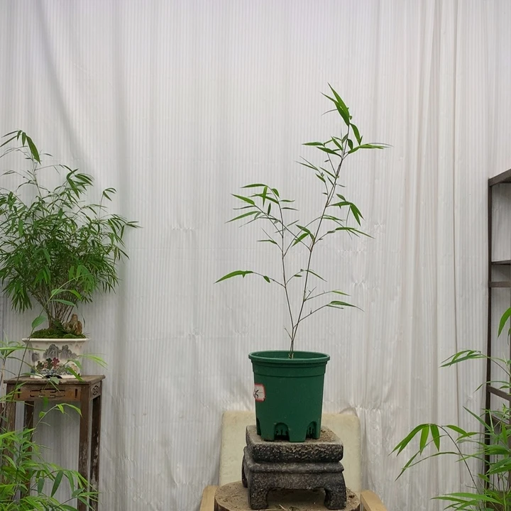 竹子竹子绿植花卉植物