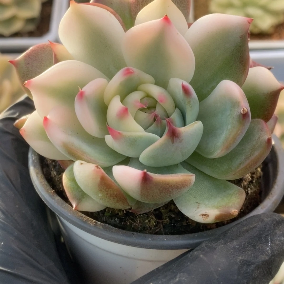 132锦锦锦锦锦锦锦锦锦
