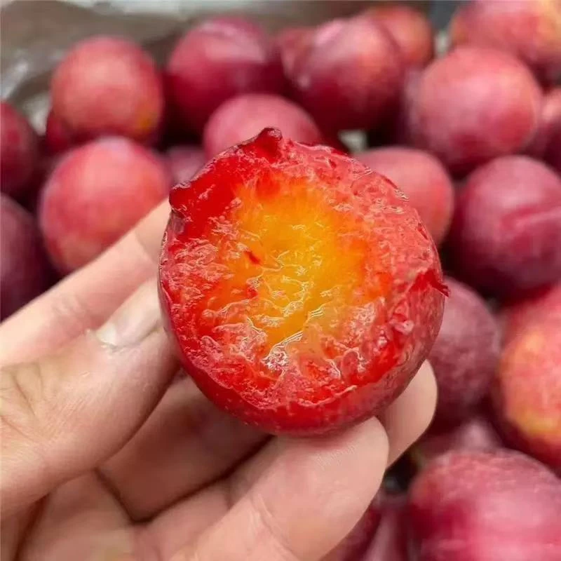 【樱桃李】雪山樱桃李智利空运2J新鲜水果孕妇水果当季包邮到家G