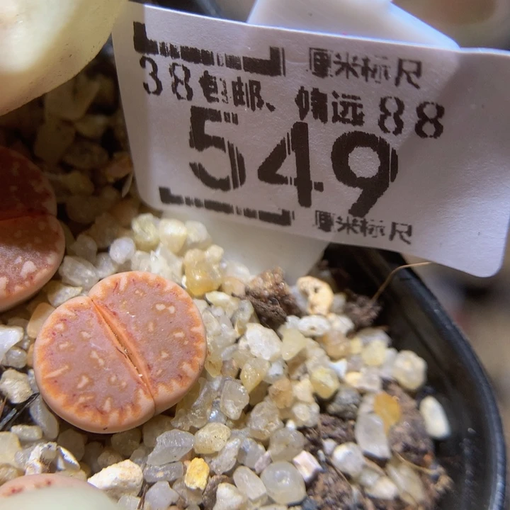 Sad好好爱自己549