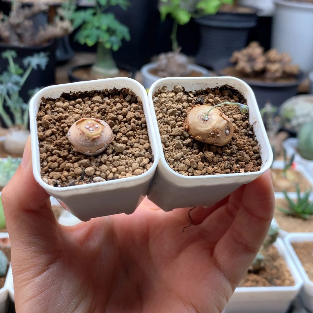 小格加厚敦菊2颗带盆