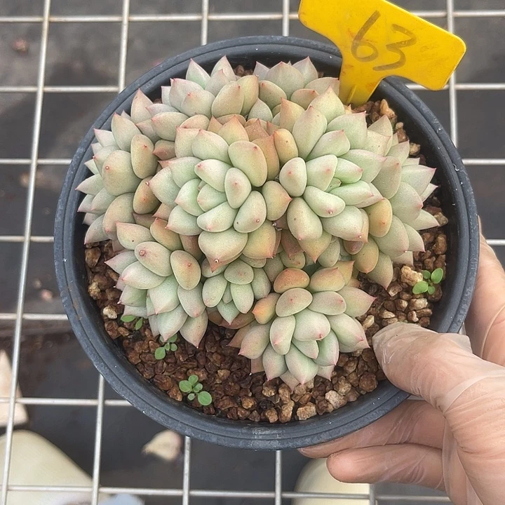 两单包邮，一物一拍63象牙