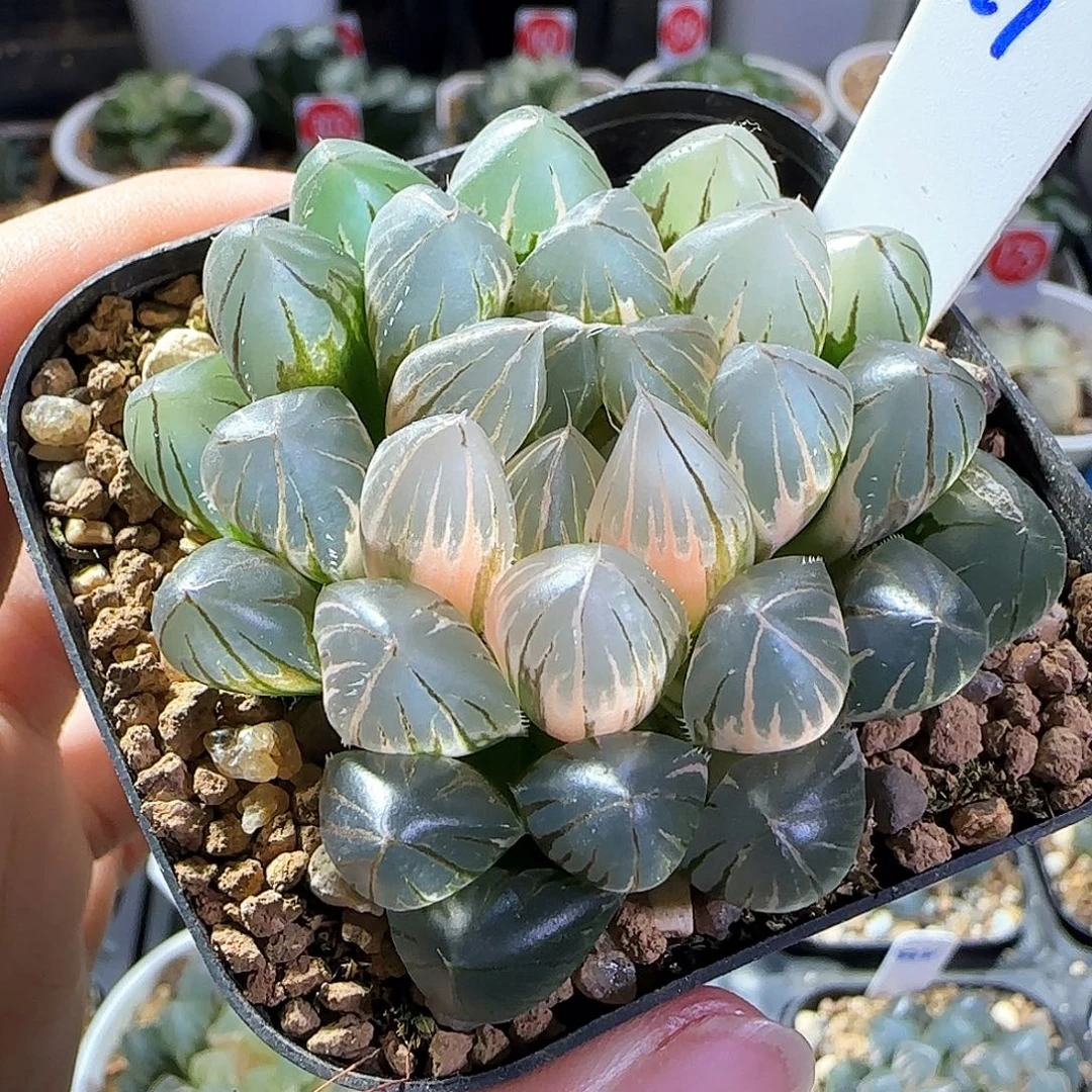 527号霓虹灯一物一拍带盆土