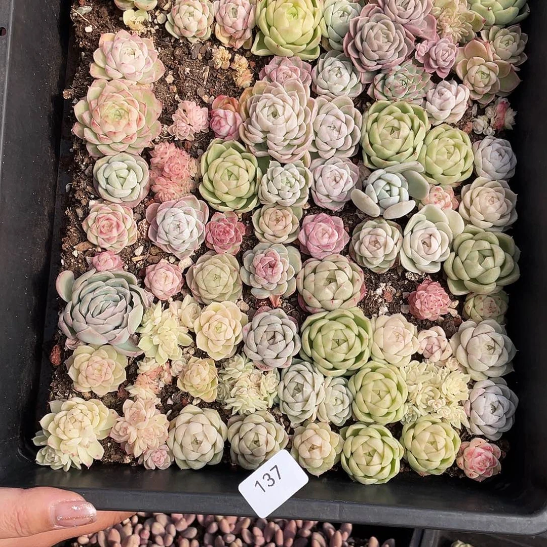 空***悠137。 定。