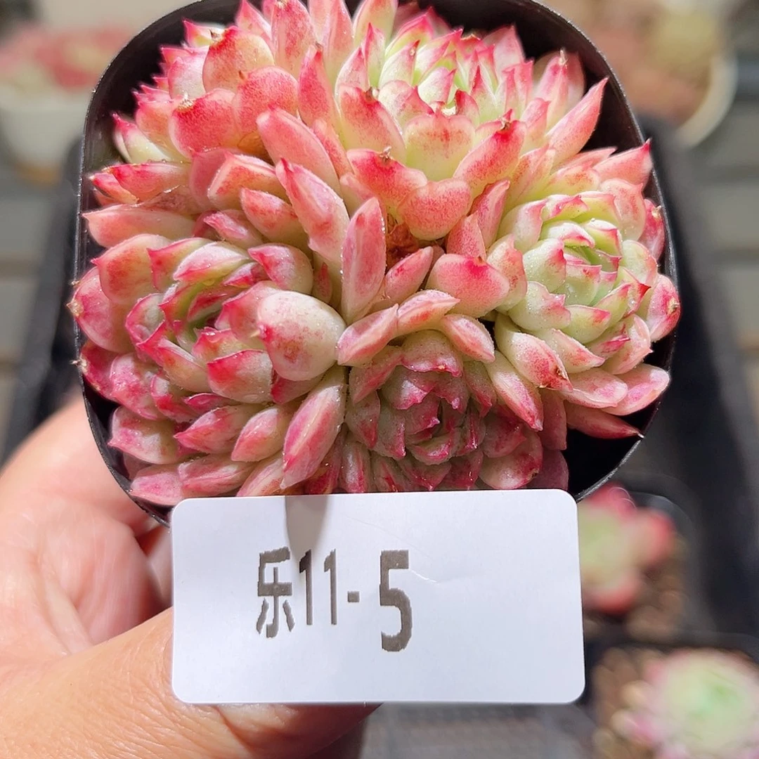 乐11-5 牛奶草莓群