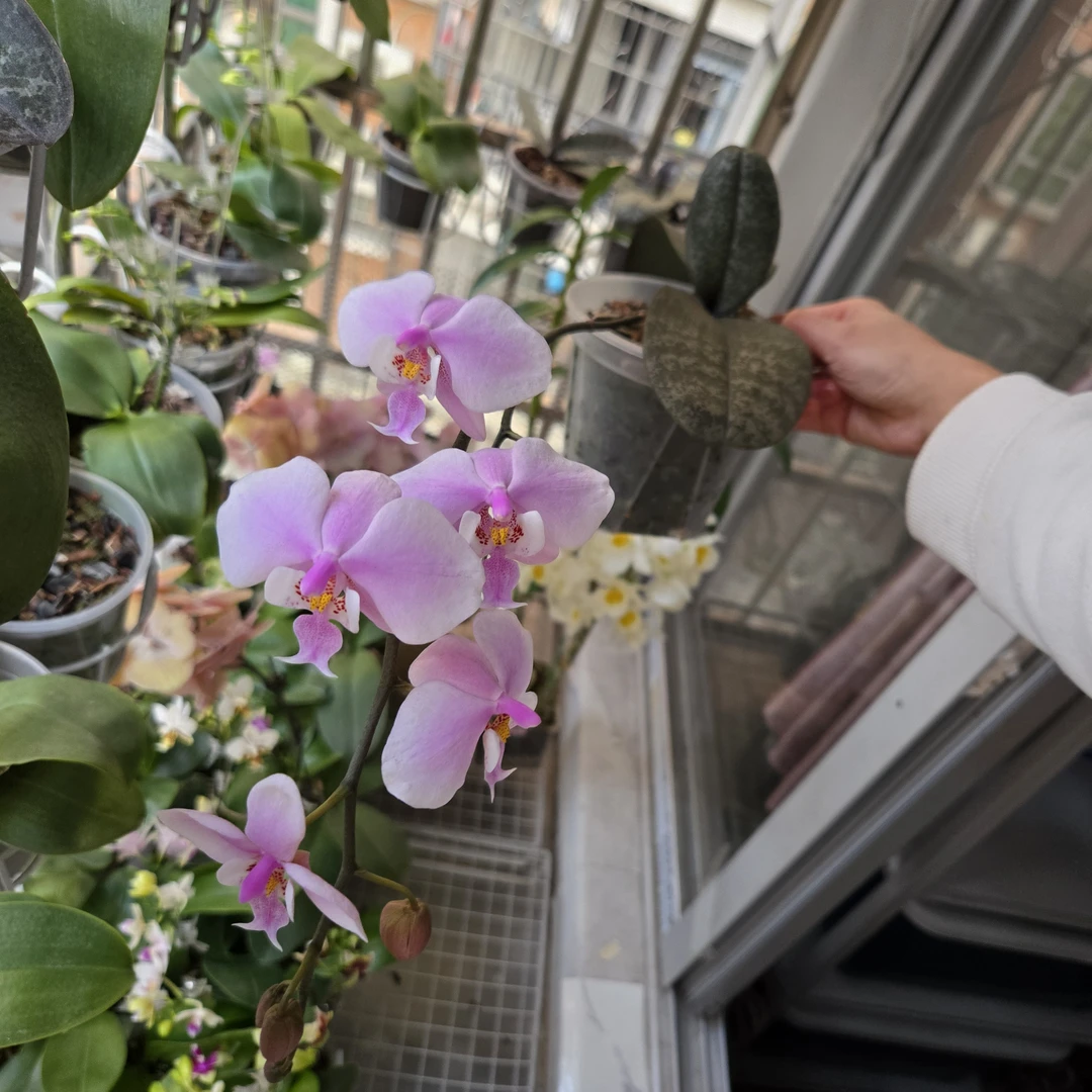 王子系列西雷利（3.5）（实生苗）  有少许空根