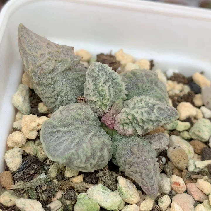 倒刺冰淇淋 真宗倒刺 叶插苗一物一拍 多肉植物 花蛋水泡贵货包邮