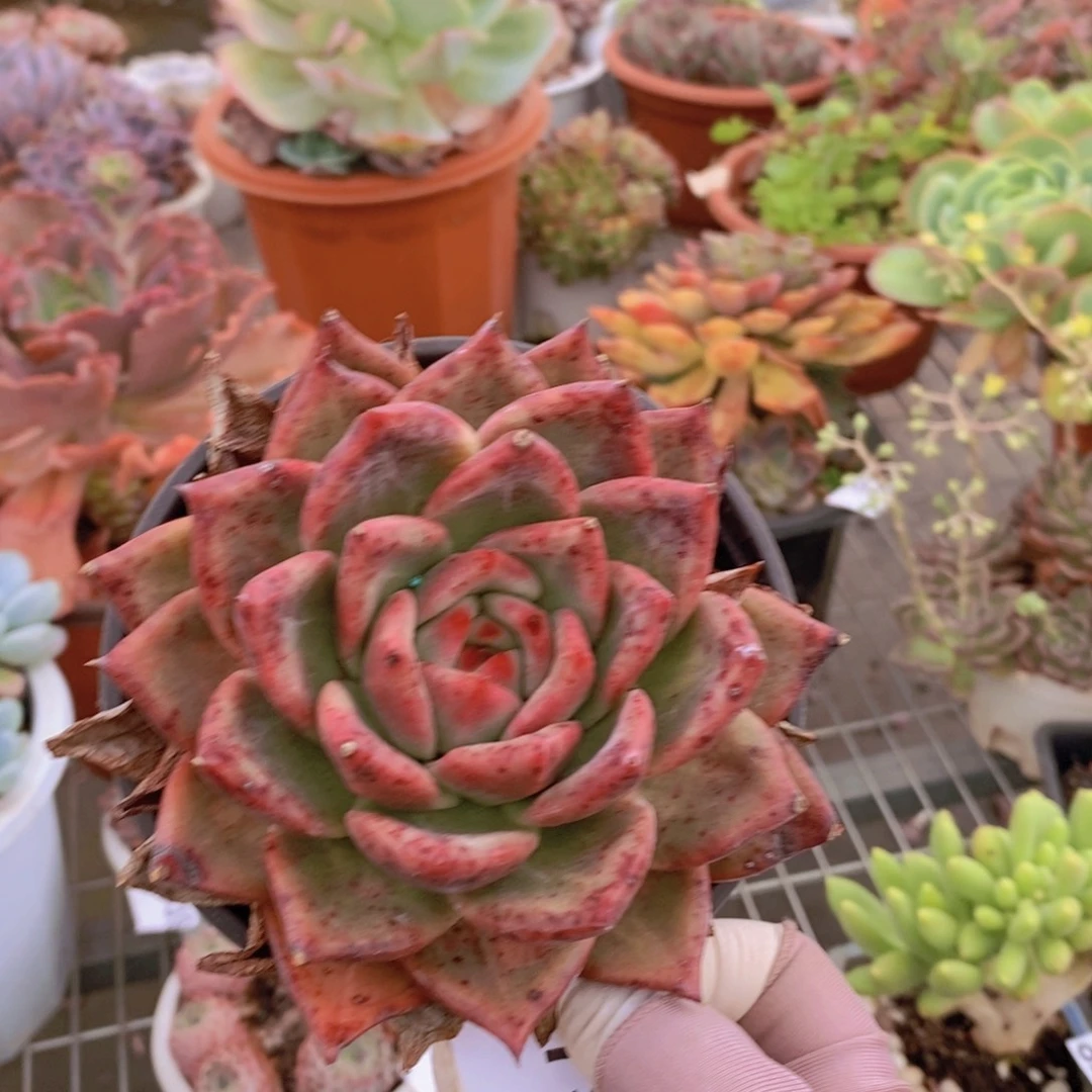 9799血斑香槟一物一拍