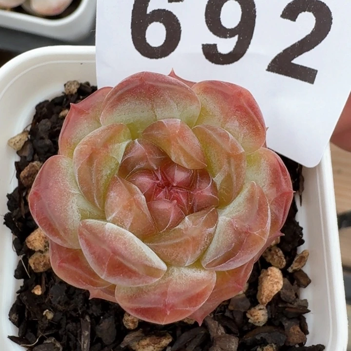 油腻琥珀  开播福利多肉植物