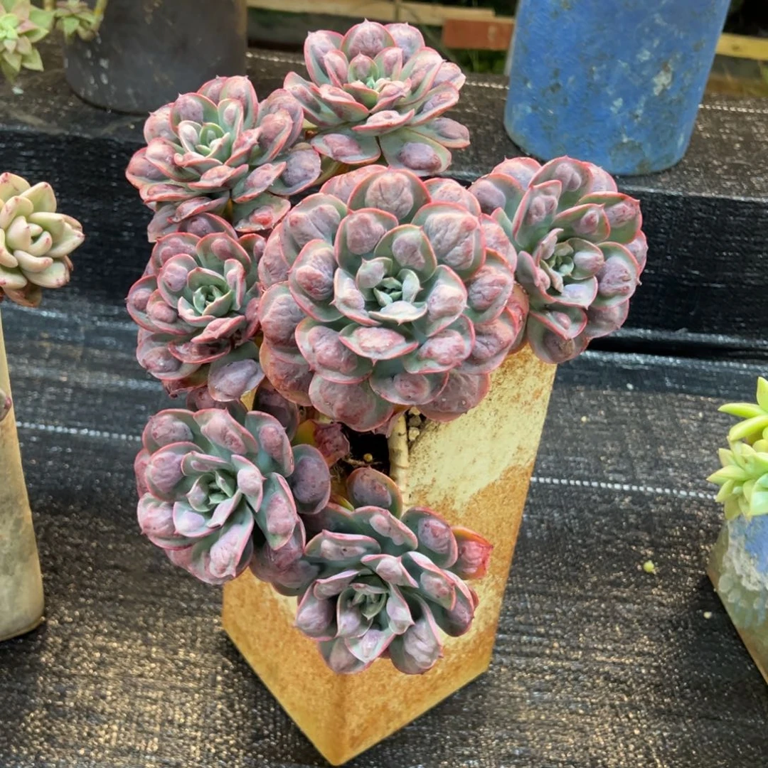 雨滴带盆物流费自理