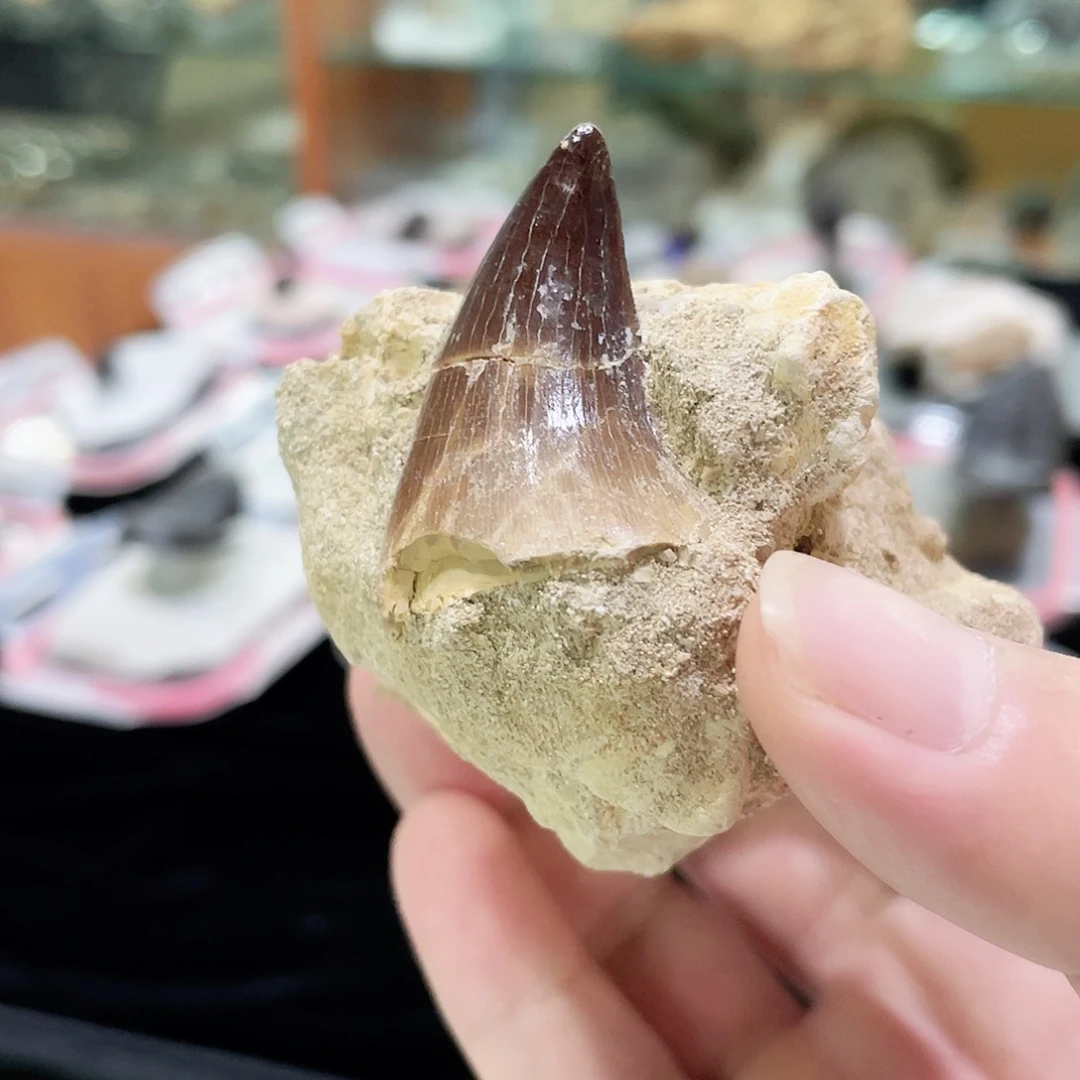 摩洛哥撒哈拉沙漠沧龙龙牙牙乐随机发货