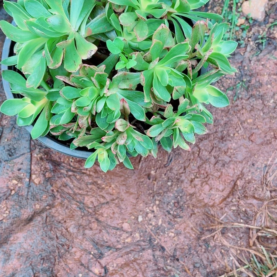开***华云南多肉植物荷花