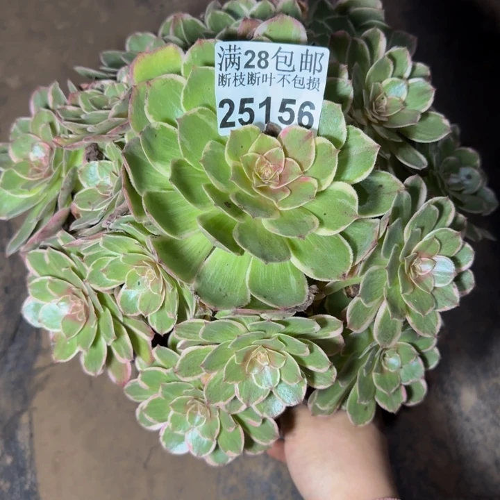 25156莲花座多肉植物
