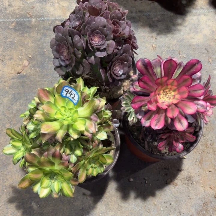 一物一拍多肉组合3颗942