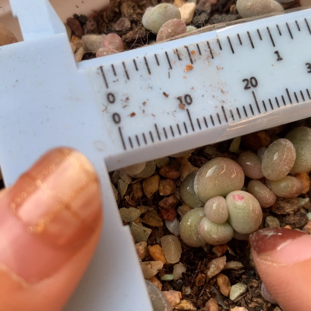 油煎 不凑满28元发一片叶 不售后 到付