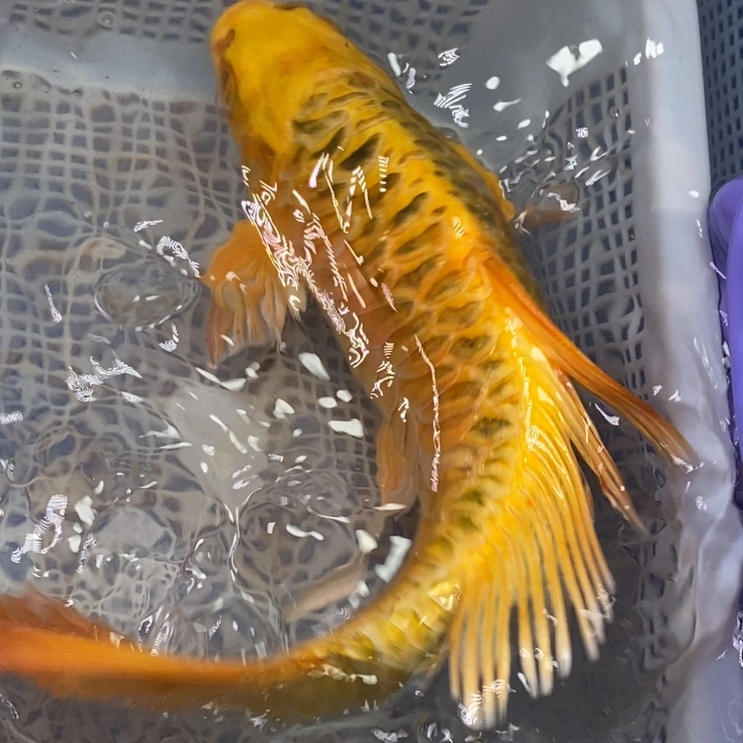 锦鲤冷水锦鲤（无开箱视频不售后）