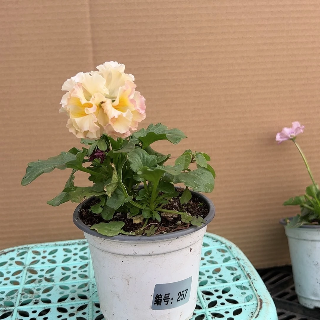 【闪购商品】完全开放257号