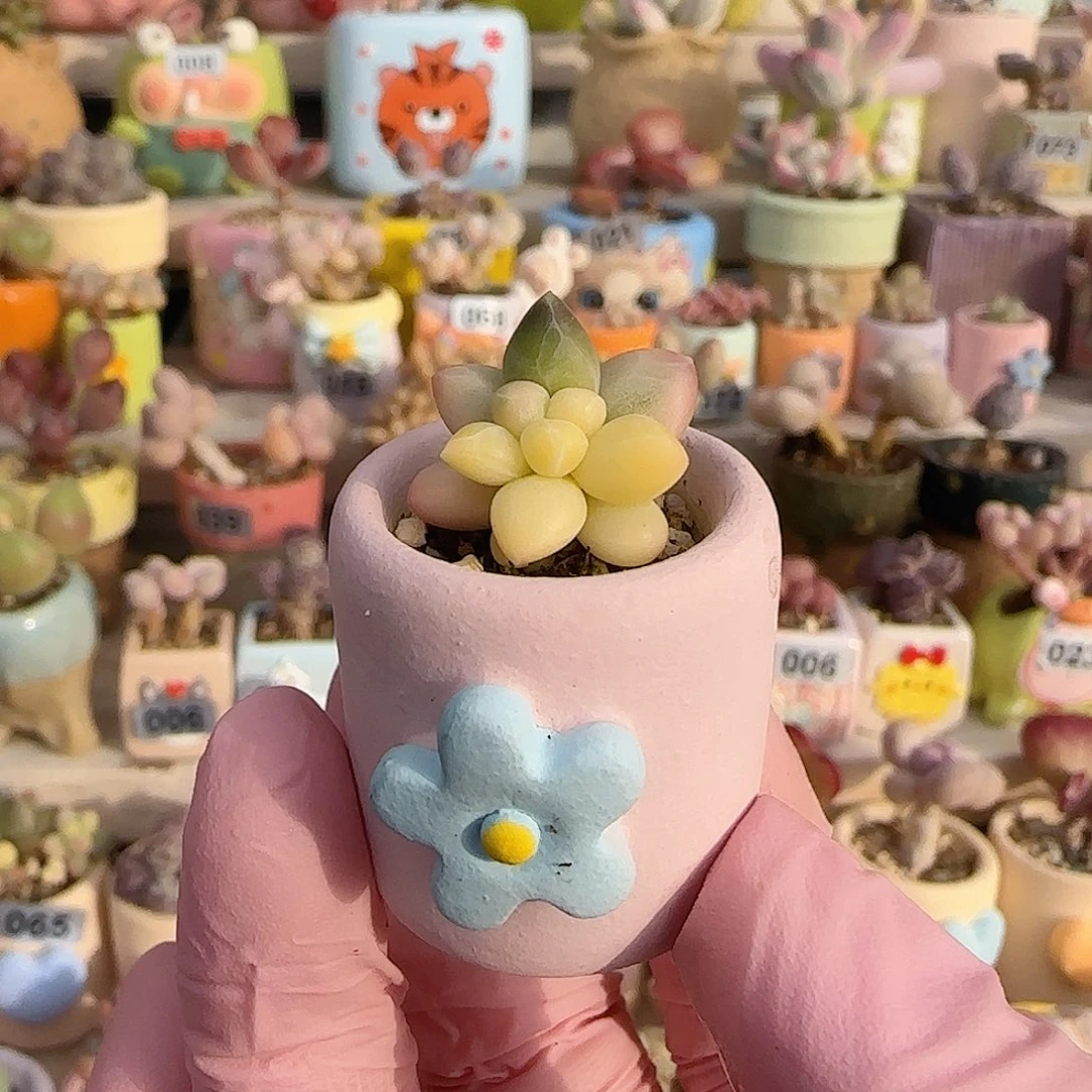 天空美人锦 盆口2cm