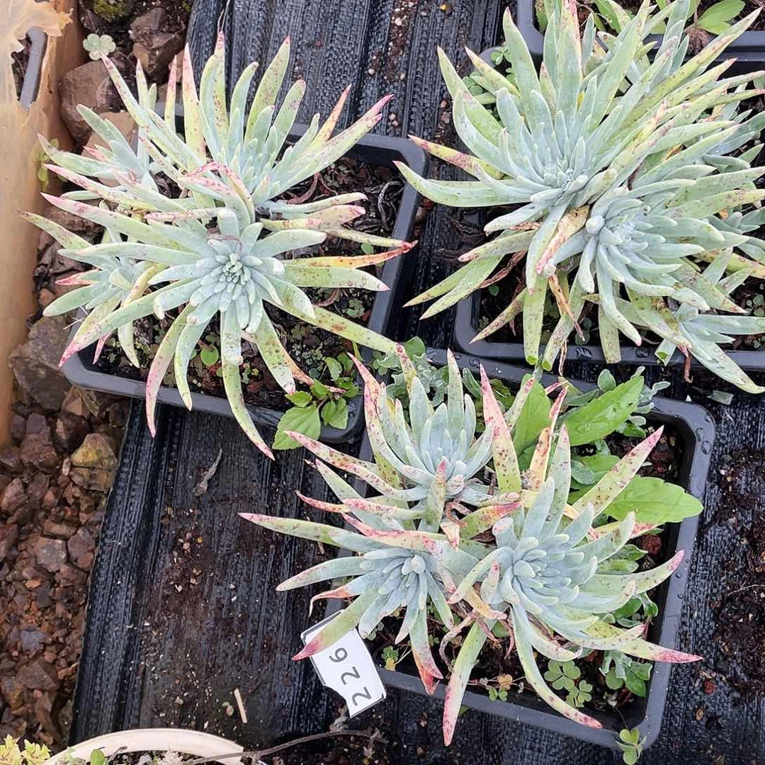 三颗仙女杯不售后2267