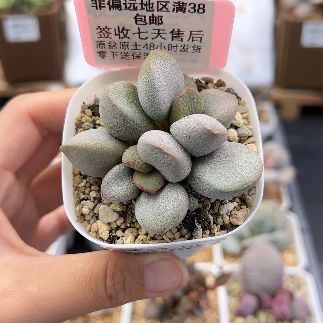 小*子603甜心多肉植物