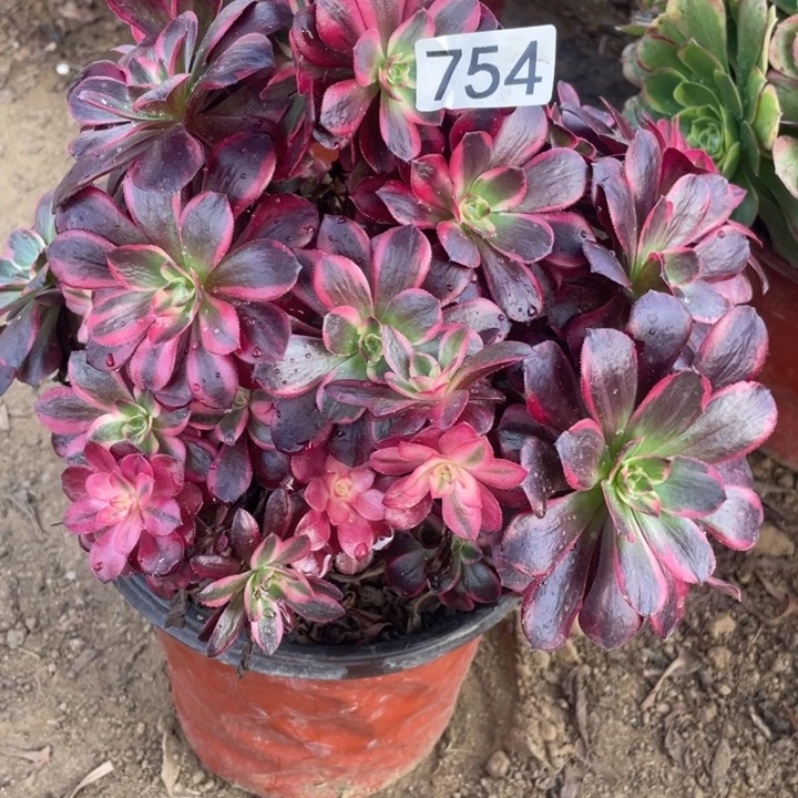 人***影754美杜莎有砍福利