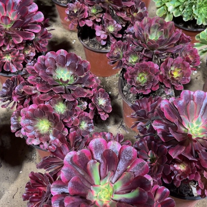 美杜莎12.8脱土发货