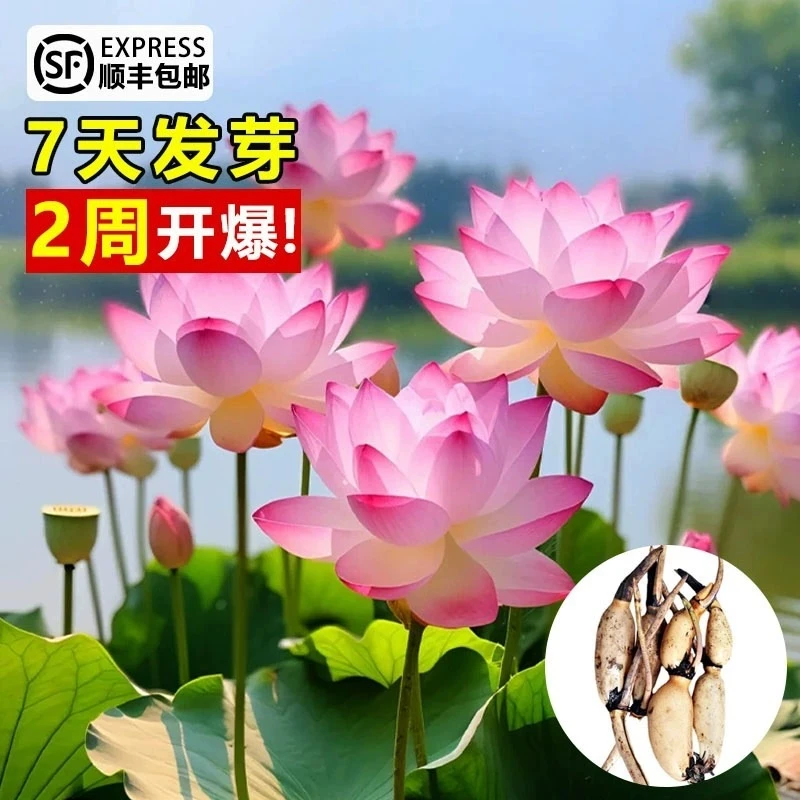 一件代发观赏盆栽水养莲花藕种苗碗莲睡莲花卉种籽子水培池塘