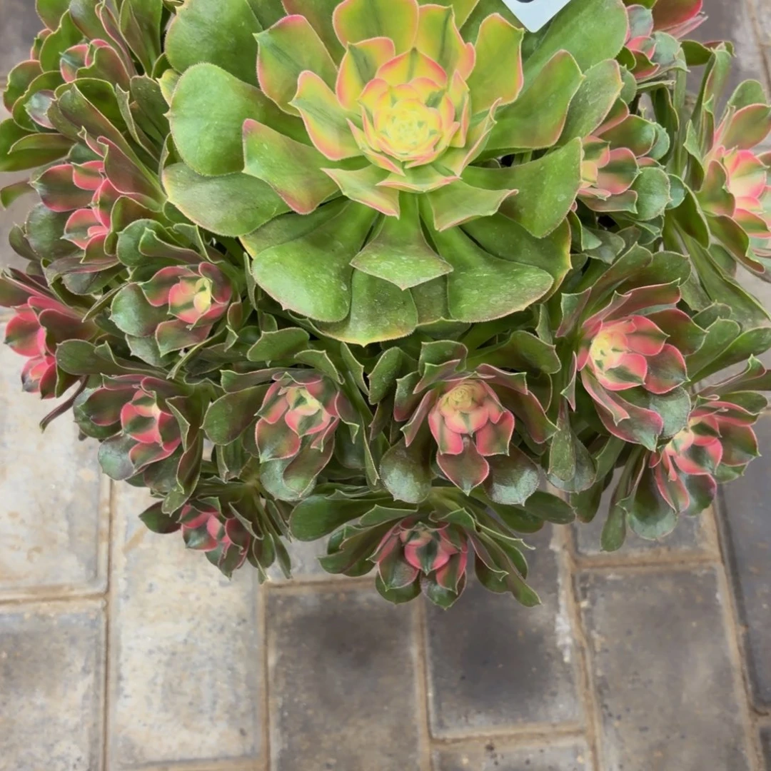 陌****香妃老桩835肉肉肉肉