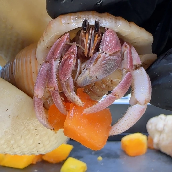 A51粉紫色 灰白1.5cm口径