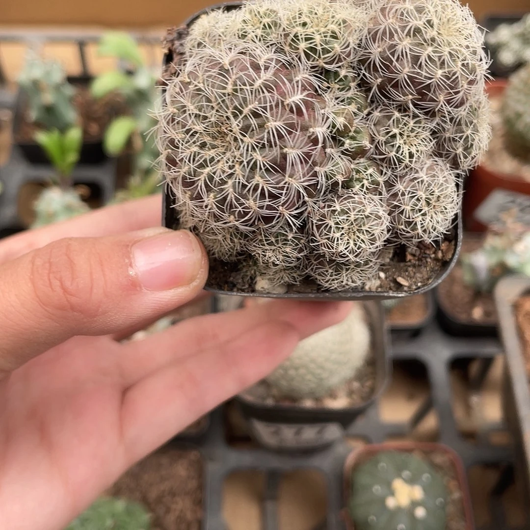 299实生罗伯特仙人球zhiwu