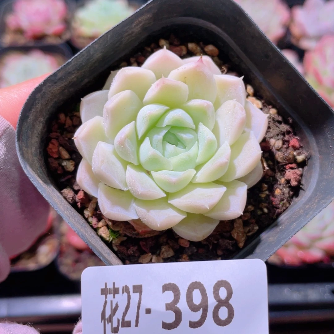 花利美27-398白月影