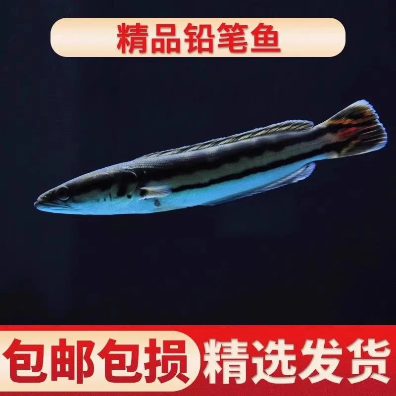 热带淡水观赏鱼大铅笔雷龙小盾鳢多曼中大型凶猛肉食配幼鱼苗活体