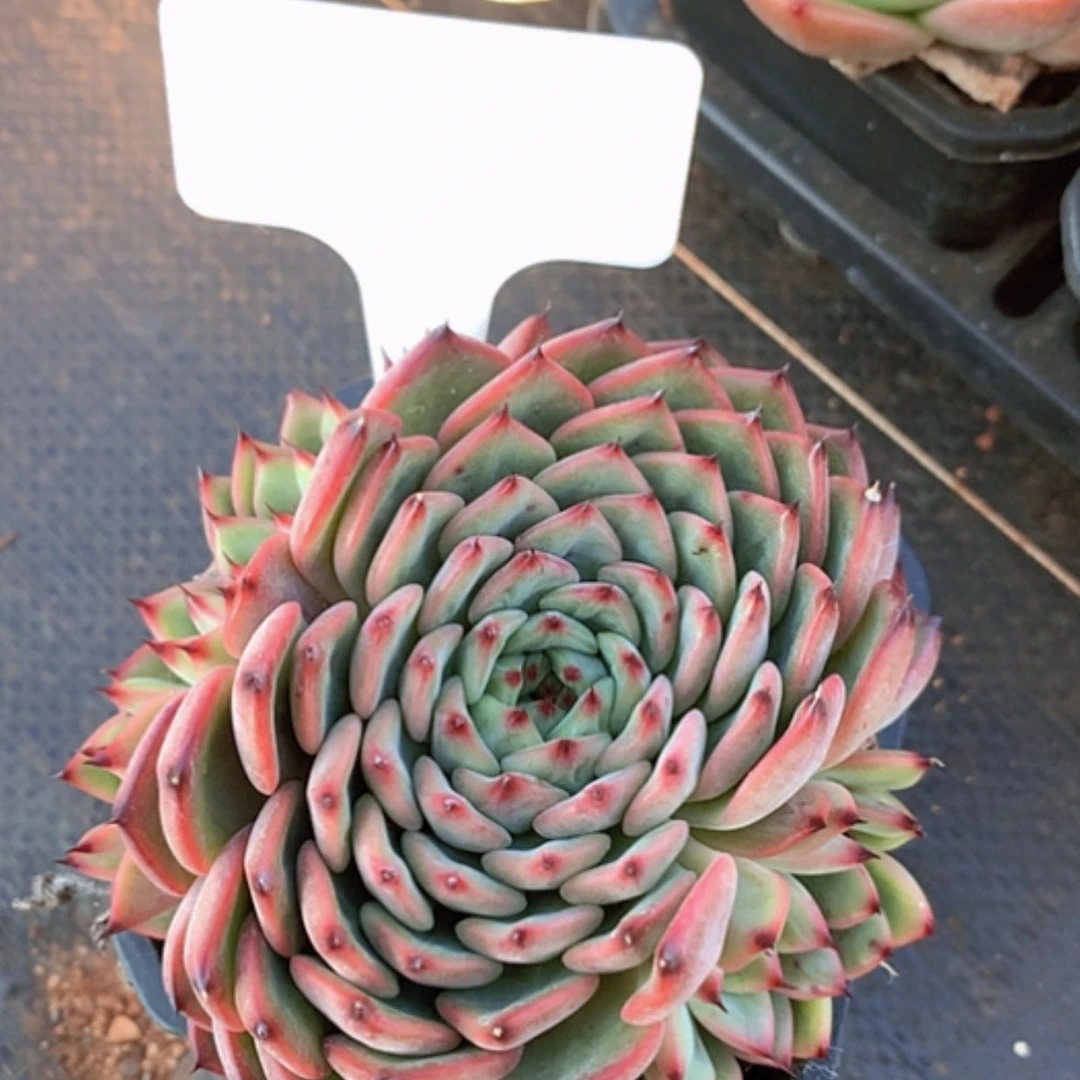 【闪购商品】丫头星空珍妮小熊
