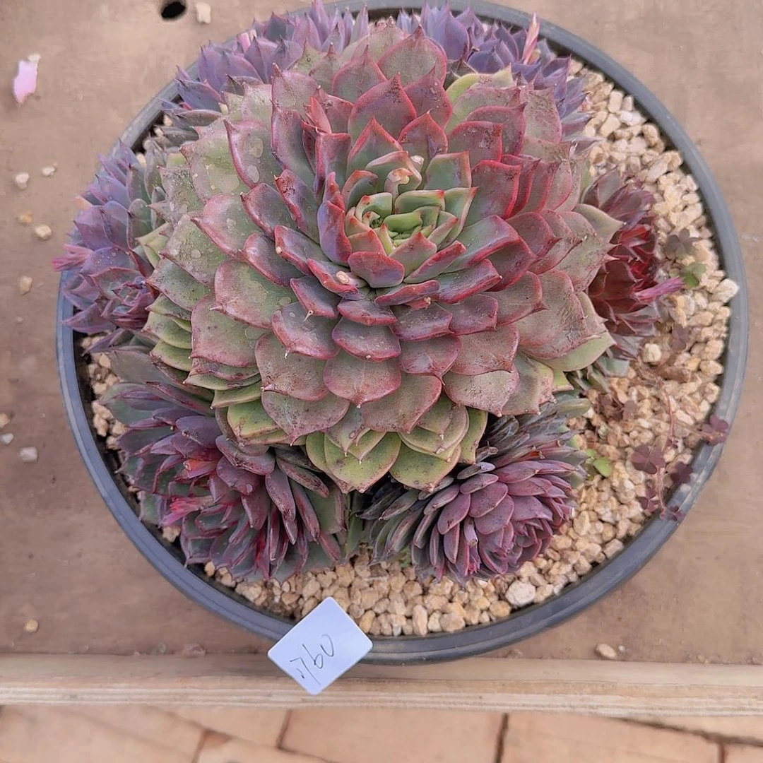 1760蓝色妖姬多肉植物