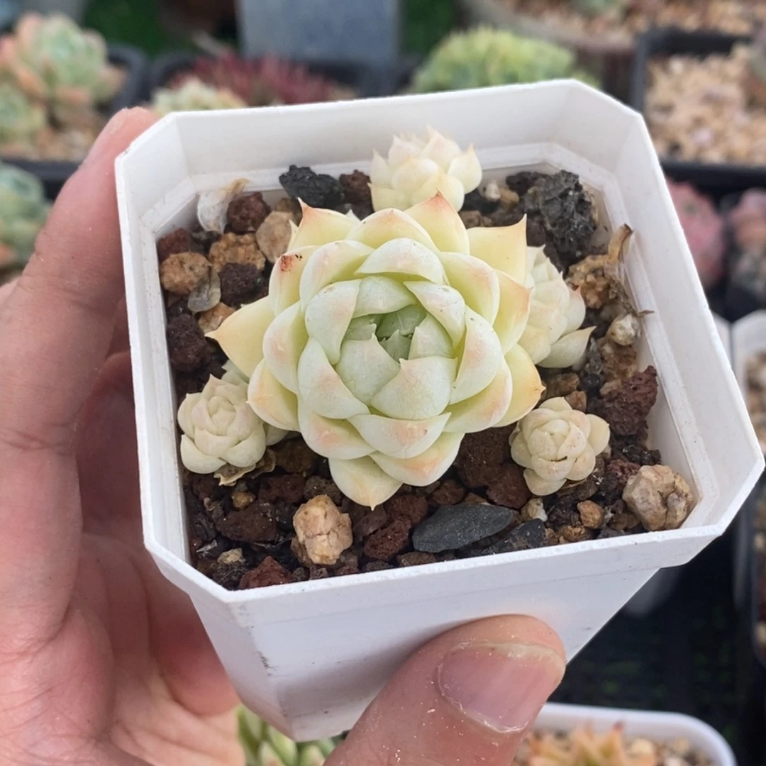 月影杂交白底小群精控一物一拍