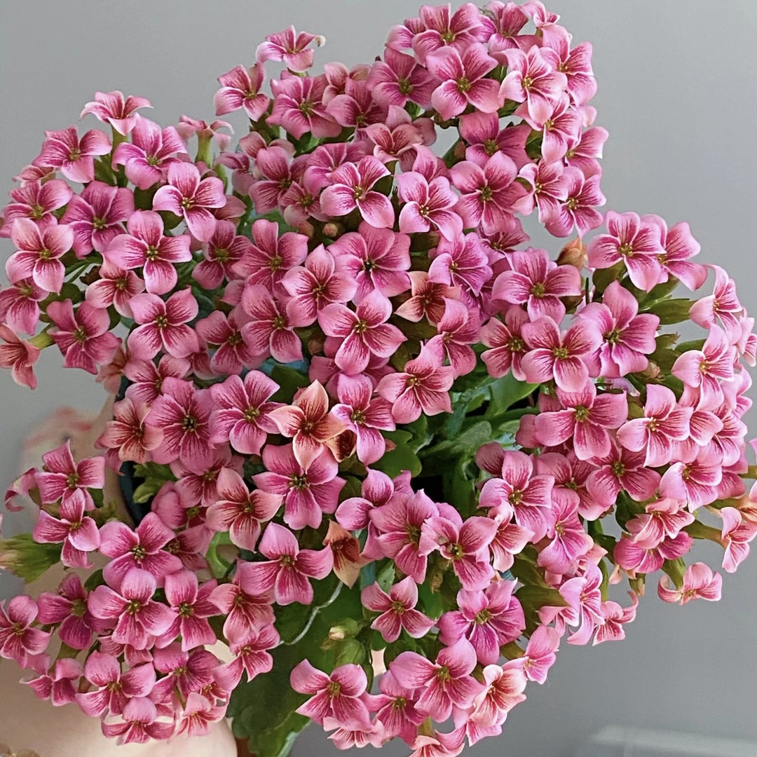 【史莱克猫眼】单瓣长寿花花期长好养室内盆栽