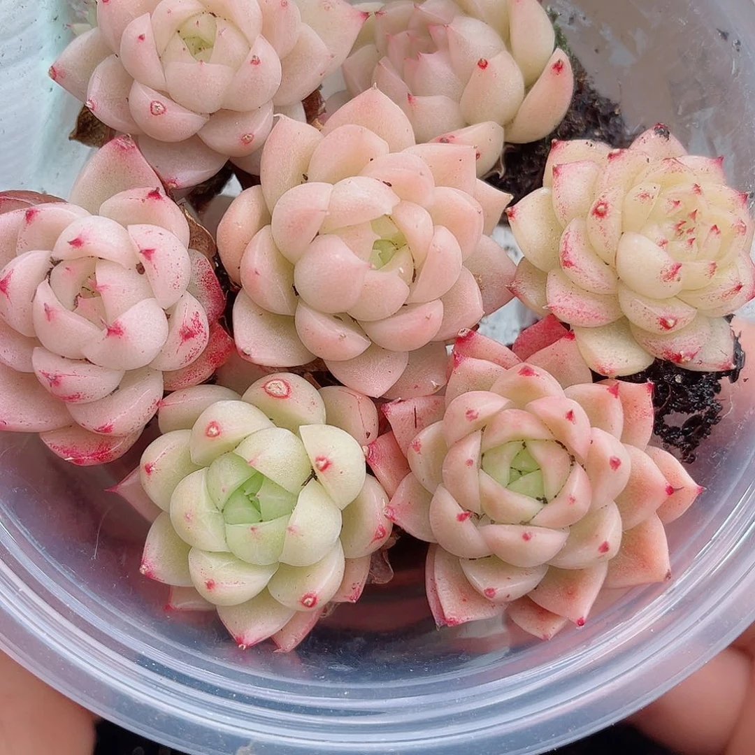 1-361 新疆西藏内蒙不发12.8包邮2-3公分多肉