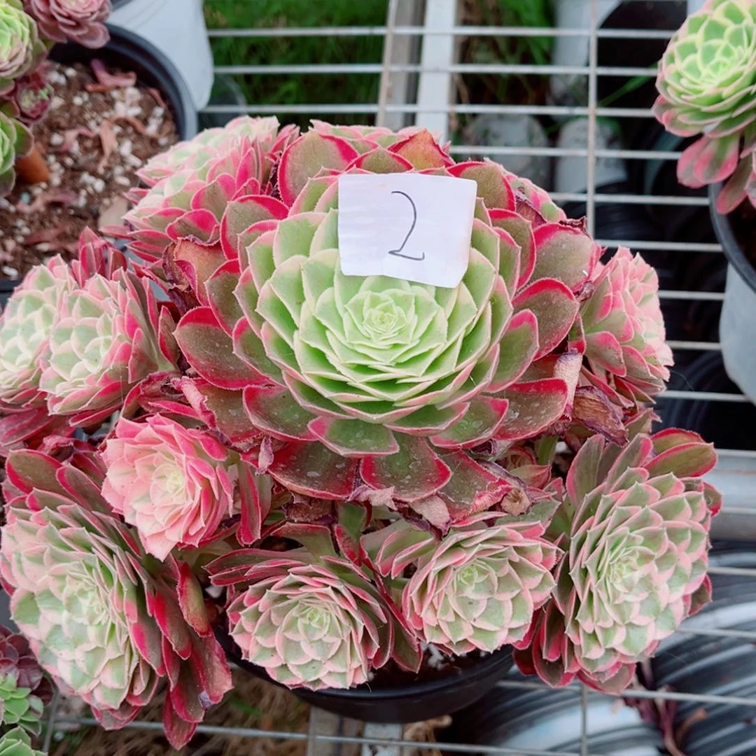 一物一拍多肉法师02