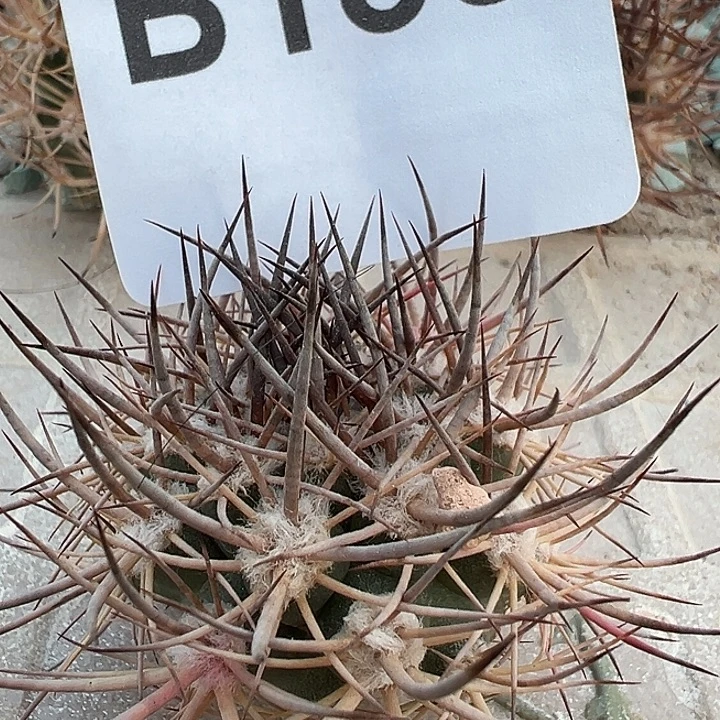 188。 逆豹一代侧。