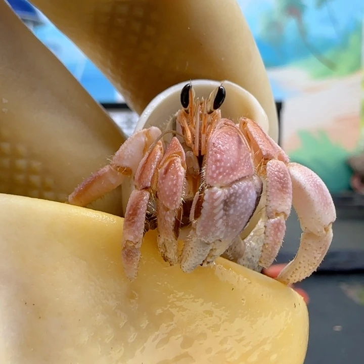 A31粉色 灰白1.3cm口径