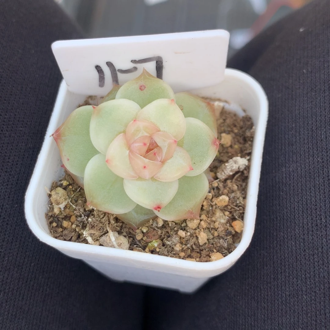 11-7珍4多肉珍妮心一颗