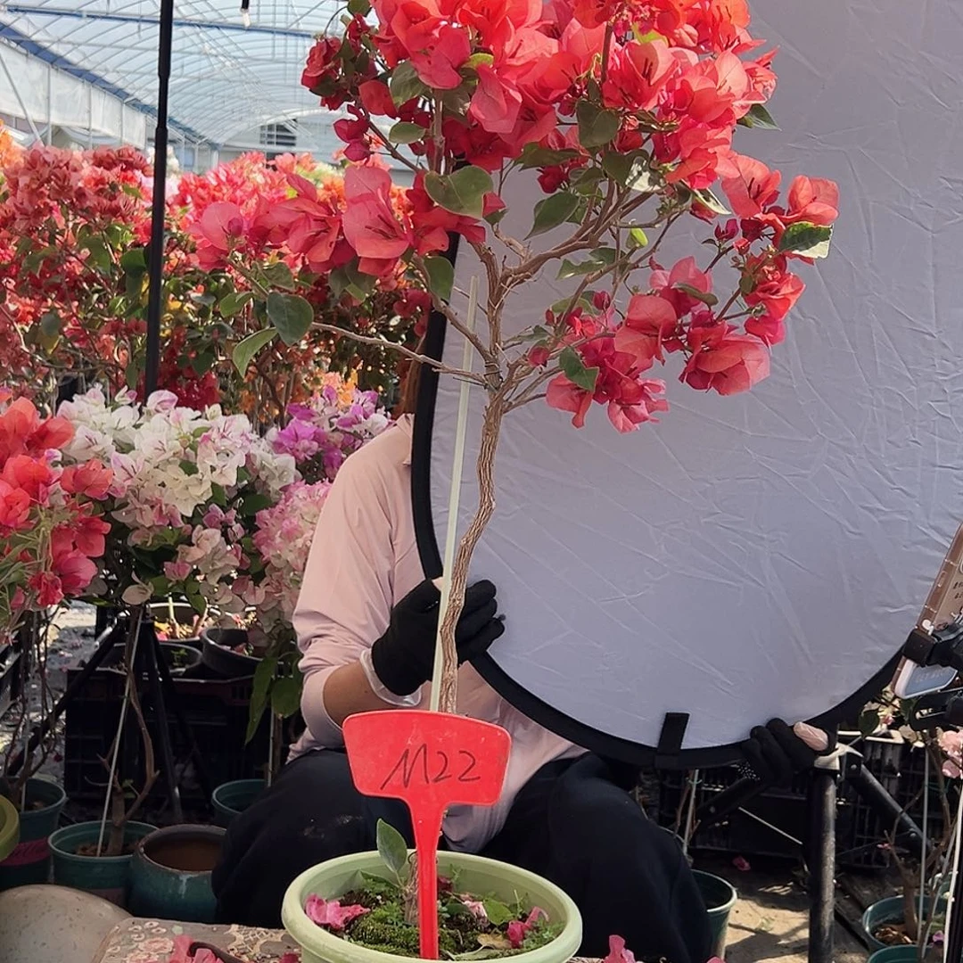 开***好大部分花苞少量开放M22不甜西瓜